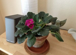 African Violet